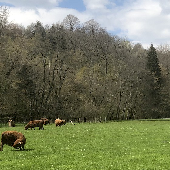 Hochlandrinder im Naturschutzgebiet Orval